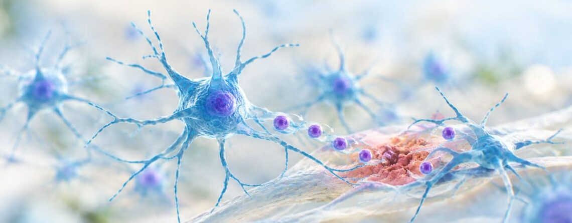 Brain Repair: How Astrocytes Help Rebuild Brain Tissue